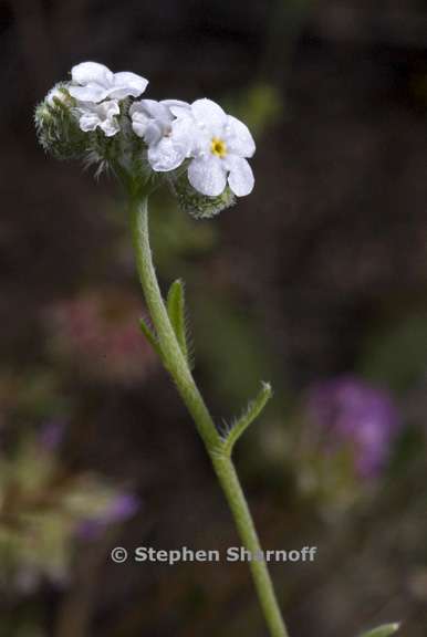 cryptantha flaccida 3 graphic